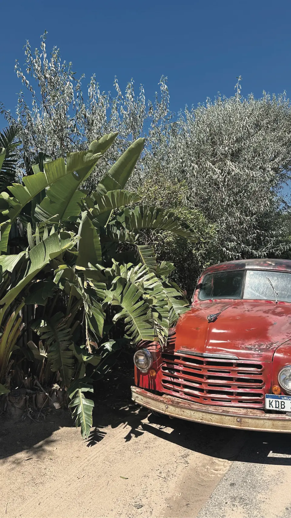 Camioneta antigua roja asomando entre vegetación