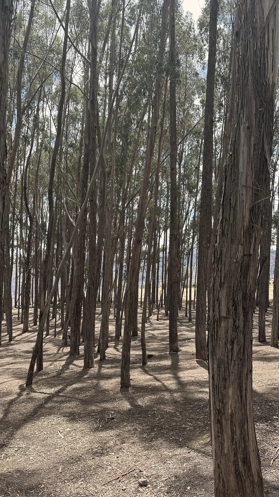 Monte de eucaliptos altos y delgados