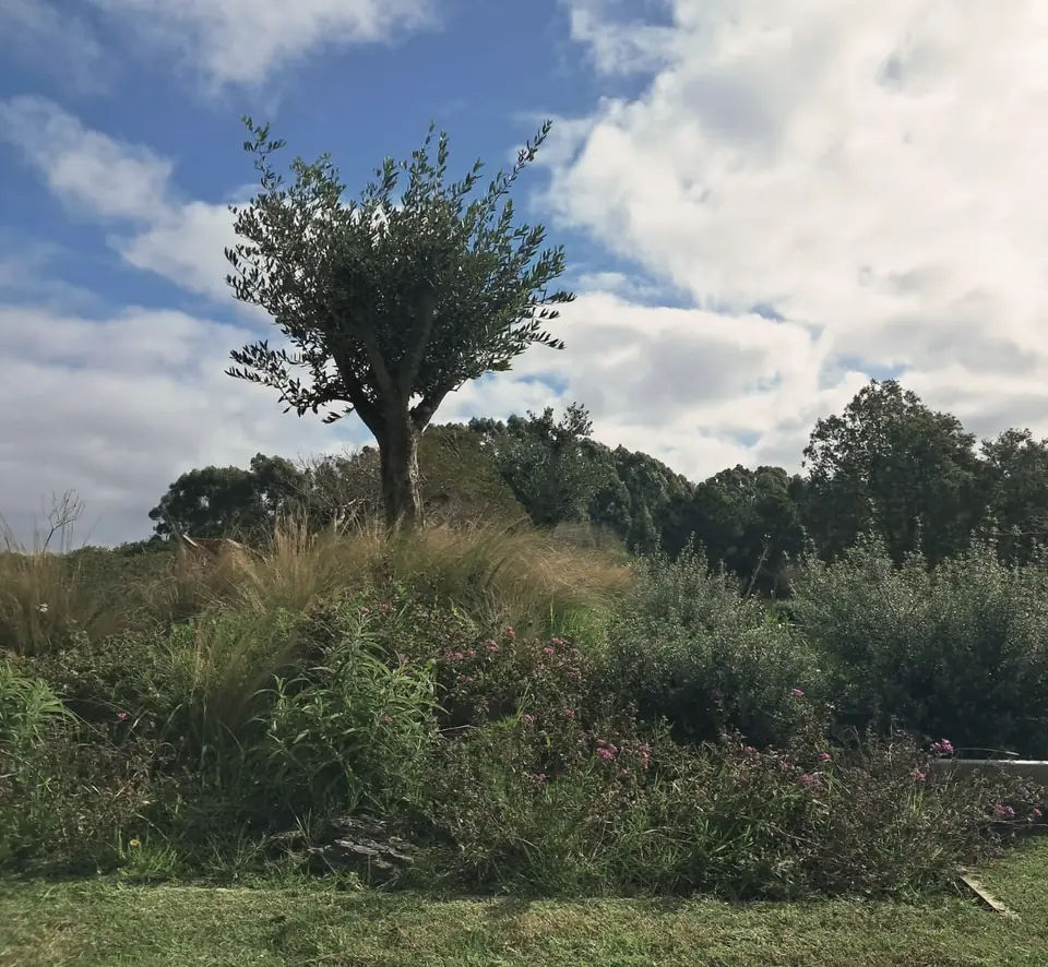 Olivo sobre un montículo con gramíneas y flores