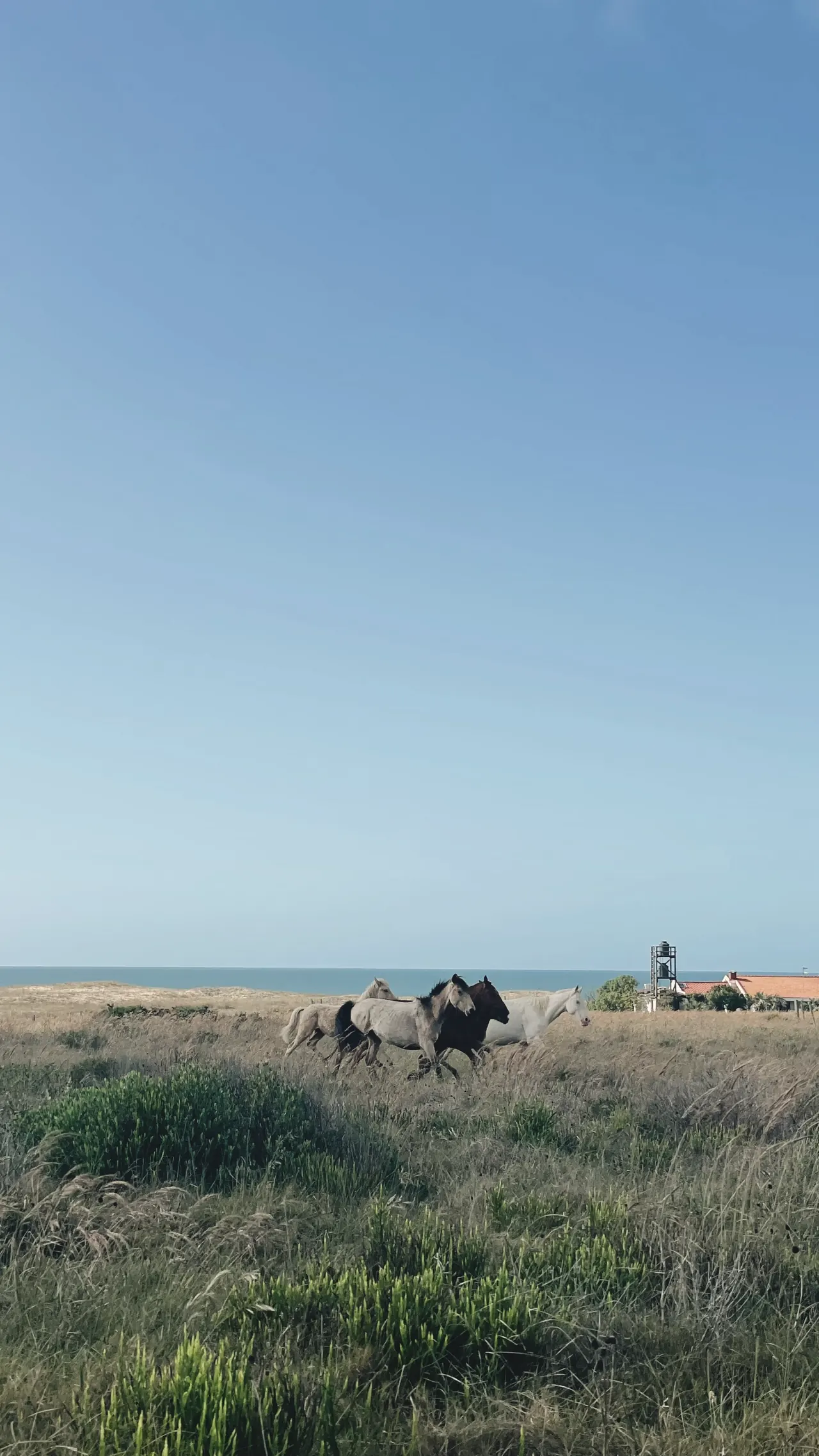 Caballos sueltos en un pastizal costero, con el mar en el horizonte